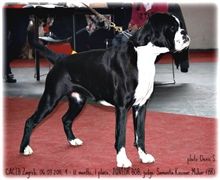 Cacib Zagreb 2011, Angel Junior BOB